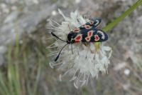 Zygaena occitanica