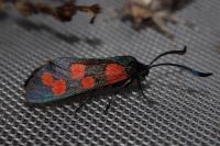 Zygaena transalpina