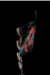 Zygaena transalpina