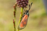 Zygaena loti