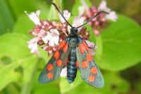 Zygaena transalpina