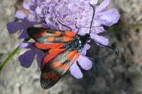 Zygaena transalpina