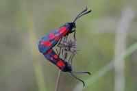 Zygaena transalpina
