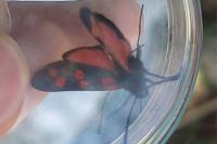 Zygaena transalpina