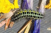 Zygaena lonicerae