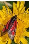 Zygaena romeo
