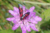 Zygaena lonicerae