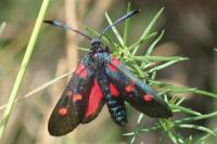 Zygaena filipendulae