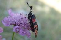 Zygaena carniolica