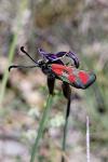 Zygaena loti