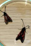 Zygaena nevadensis gallica