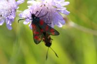 Zygaena filipendulae