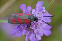 Zygaena filipendulae