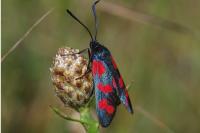 Zygaena filipendulae