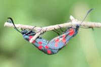 Zygaena filipendulae