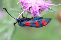 Zygaena filipendulae