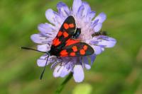 Zygaena transalpina