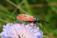 Zygaena loti