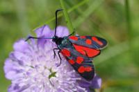 Zygaena transalpina