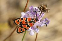 Zygaena fausta