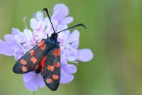 Zygaena transalpina