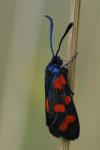 Zygaena transalpina