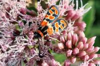 Zygaena fausta