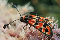 Zygaena fausta