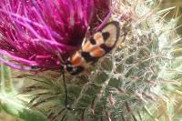 Zygaena fausta