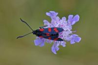 Zygaena filipendulae