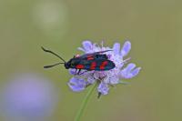 Zygaena filipendulae