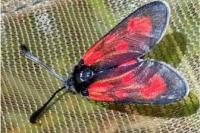 Zygaena loti