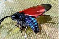 Zygaena loti