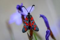 Zygaena rhadamanthus