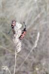 Zygaena fausta