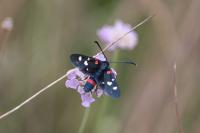 Zygaena ephialtes