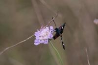 Zygaena ephialtes