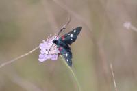 Zygaena ephialtes