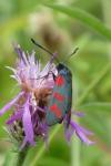 Zygaena filipendulae