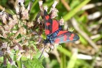 Zygaena filipendulae