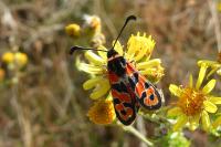 Zygaena fausta