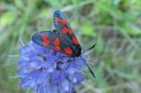 Zygaena filipendulae