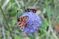 Zygaena fausta