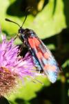 Zygaena transalpina
