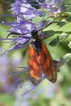 Zygaena