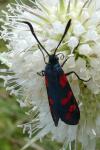 Zygaena filipendulae