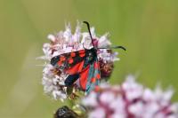 Zygaena transalpina