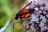 Zygaena filipendulae
