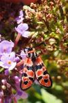 Zygaena fausta