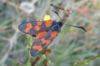Zygaena transalpina